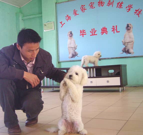 比熊犬站立训练 训练比熊犬站立 上海爱家宠物学校专业比熊犬训练.jpg