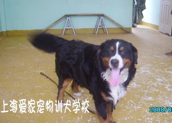 伯恩山在学校 训练伯恩山犬 上海哪里专业训练伯恩山犬的地方.JPG