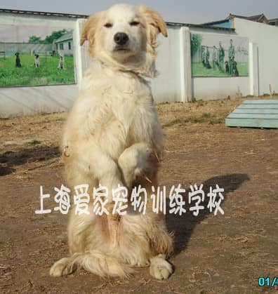 边境犬训练 活泼好动的边境犬训练 上海爱家训犬学校专业边境犬训练.JPG