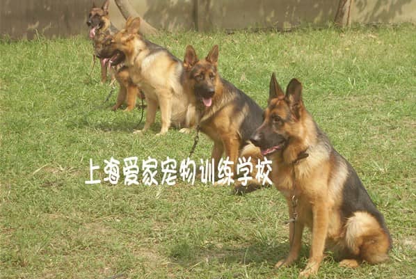 德国牧羊犬 德牧犬 德国牧羊犬培训 培训德国牧羊犬.jpg