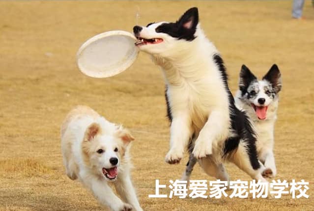 宠物学校 边境犬专业训练 边境学员 上海爱家训狗基地 边境犬训练方法.jpg