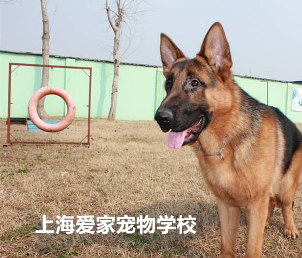 德国牧羊犬 德国牧羊犬训练基地 上海爱家宠物学校专业德国牧羊犬训练.jpg