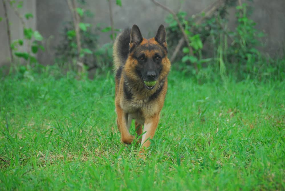 德国牧羊犬学员 德国犬训练 训练德国牧羊犬 上海爱家训狗学校 专业德国牧羊犬训练.jpg