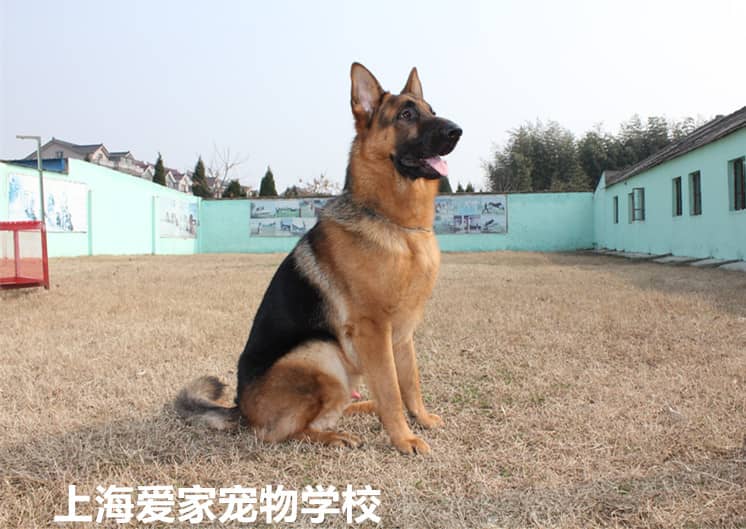 德国牧羊犬学员 上海爱家宠物学校专业德国牧羊犬训练 进口的德国牧羊犬.jpg