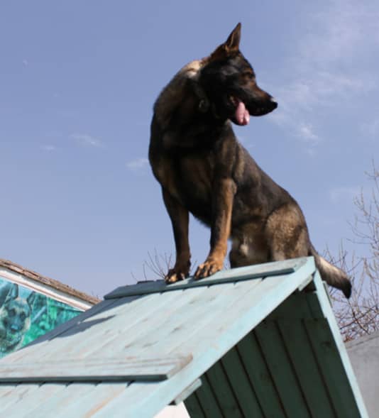 德国牧羊犬学员 德牧犬训练 训练德牧犬 上海爱家宠物学校 专业边德国牧羊犬训练.jpg