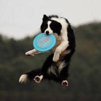 飞盘训练 边境犬接飞盘训练 训练边境接飞碟 上海爱家训狗学校专业边境犬接飞盘训练  专业飞盘训练.jpg
