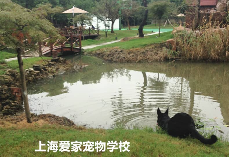 狗狗游泳 训狗游泳 德国牧羊犬游泳 上海爱家训狗学校专业训狗游泳.jpg