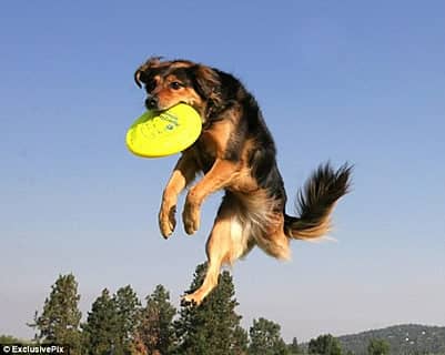 狗狗飞盘训练 训狗接飞盘 上海爱家训犬学校专业狗狗飞盘训练.jpg