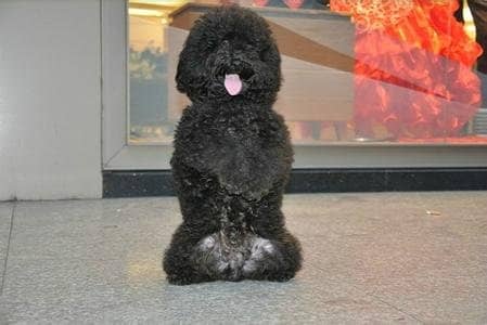 狗狗训练，训狗基地 上海爱家训狗基地专业泰迪犬培训.jpg