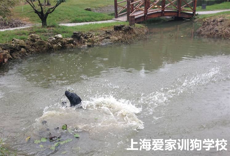 狗狗游泳 狗狗下水 训狗游泳 上海爱家宠物学校训狗狗游泳.jpg