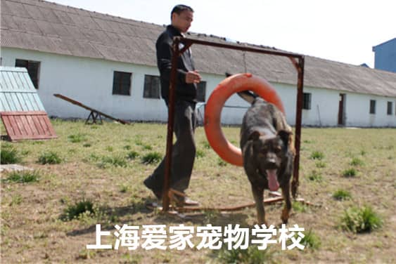 狗狗运动训练 训练狗狗运动 东德训练 德国牧羊犬训练 .jpg