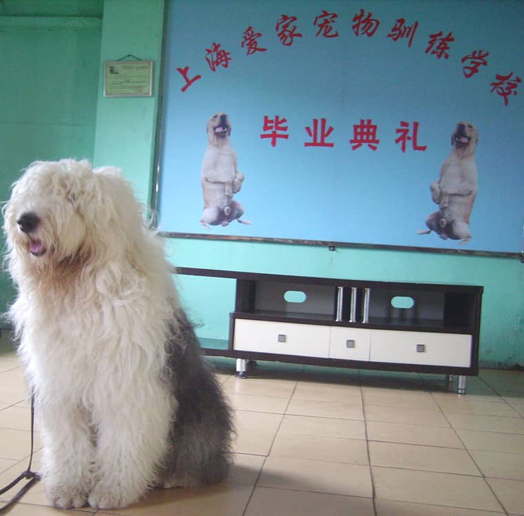 古牧犬训练 古代牧羊犬毕业照 训练古代牧羊犬 上海爱家训狗基地专业训练古牧犬.jpg