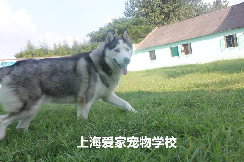 哈士奇在上海爱家宠物学校减肥运动照 狗狗减肥训练照 上海爱家训狗学校专业给狗狗减肥训练.jpg
