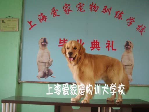 金毛犬在学校 金毛犬上学校 金毛犬毕业 金毛犬可爱的样子.JPG