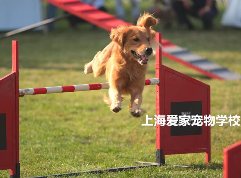 金毛犬障碍训练 训练金毛犬敏捷 上海爱家训狗学校专业金毛犬运动训练.jpg