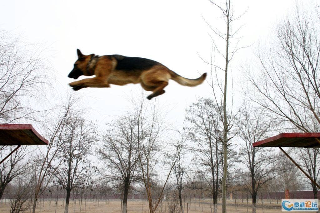 警犬训练 警犬专业培训 警犬专业训练 上海爱家训狗学校.jpg