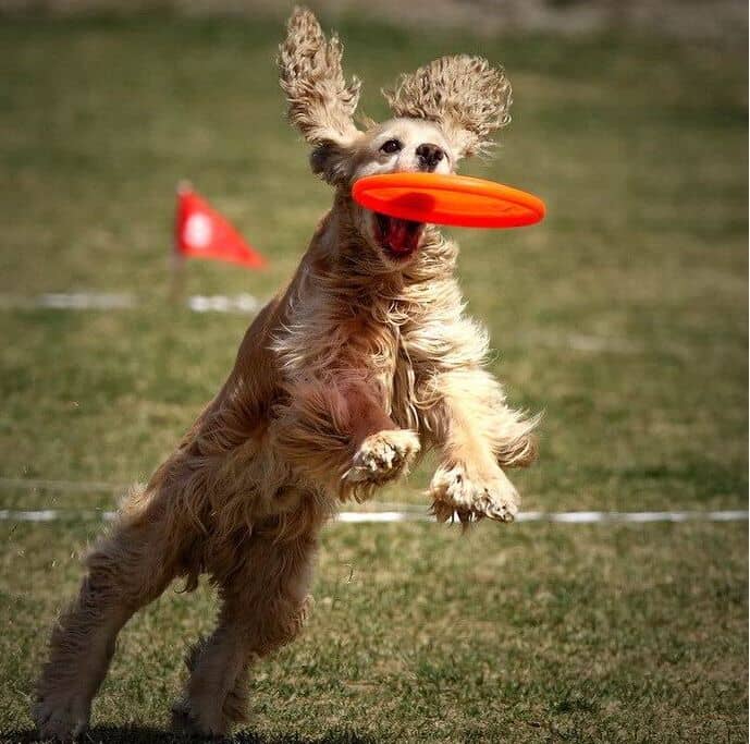 可卡接飞盘训练 可卡犬接飞盘训练 训练可卡接飞碟 上海爱家训狗学校专业可卡犬接飞盘训练.jpg