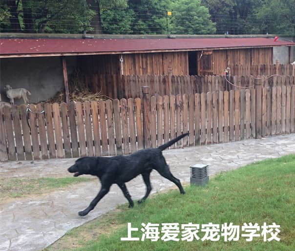 拉不拉多牧羊 狗狗庄园 训狗庄园 狗狗别墅 狗狗运动场 上海爱家训狗学校狗狗运动.jpg