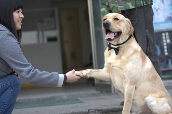 拉不拉多握手训练 训练拉不拉多握手 狗狗训练 上海爱家狗狗学校.jpg