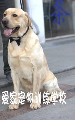 拉不拉多训练 训练拉不拉多 拉不拉多学员.JPG
