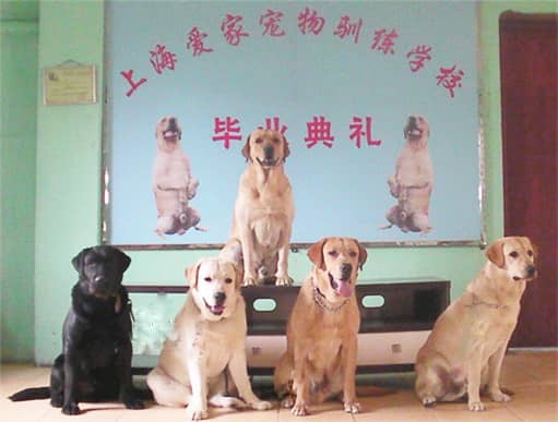 拉不拉多训练班 拉布拉多 导盲犬训练.jpg