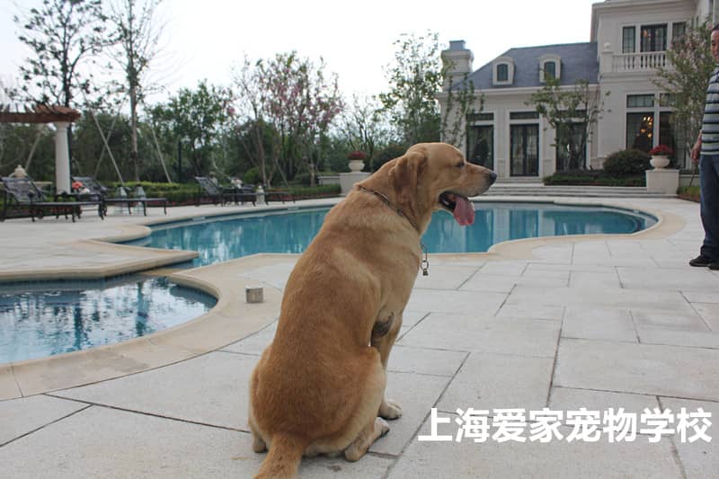 拉不拉多游泳 训狗游泳 狗狗独立游泳池 上海爱家训狗学校.jpg