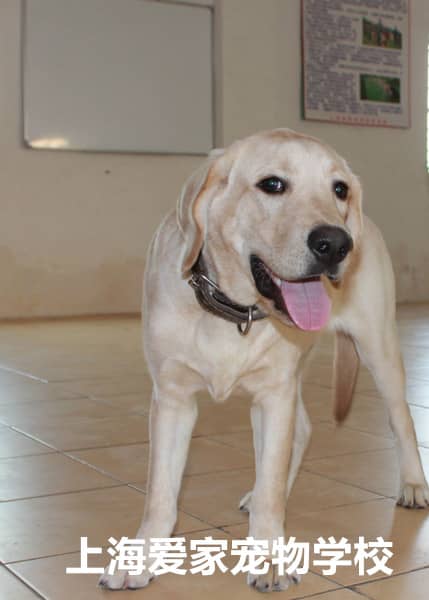 拉不拉多在狗学校 拉不拉多自由表情 拉不拉多游玩 上海爱家训狗基地.jpg