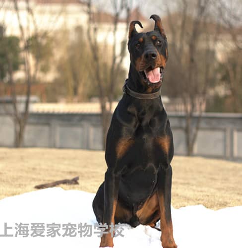 赛级杜宾犬 最好的杜宾犬 专业训练杜宾犬 上海爱家宠物培训基地专业杜宾犬培训.jpg