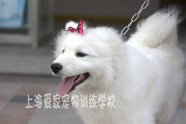 萨摩耶犬训练 专业萨摩耶犬培训 上海爱家训狗基地 专业萨摩耶犬培训.JPG
