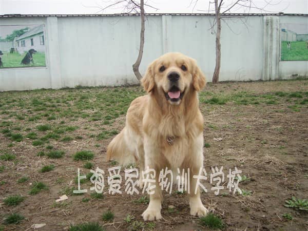 漂亮的金毛犬 金毛犬家庭训练照 在家训练金毛犬.jpg