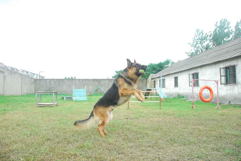 敏捷犬学员 狗狗运动训练 德牧犬训练 训练狗狗 上海爱家宠物学校 专业德牧犬训练.jpg