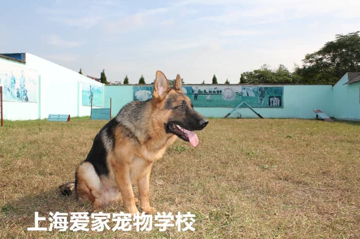 上海爱家训狗基地专业德国牧羊犬培训 德国牧羊犬培训在上海爱家宠物学校.jpg