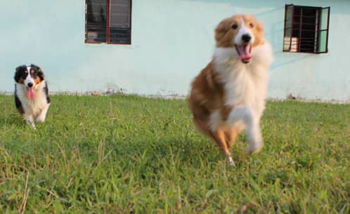 苏格兰牧羊犬学员  苏格兰犬训练 训练苏牧犬 上海爱家宠物学校 专业苏牧犬训练.jpg
