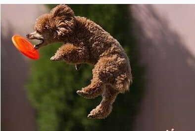 泰迪飞盘训练 泰迪犬接飞盘训练 训练泰迪接飞碟 上海爱家训狗学校专业泰迪犬接飞盘训练.jpg