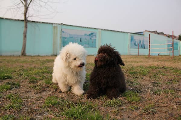 泰迪犬户外运动 泰迪犬训练 泰迪犬玩撒照 狗狗学校 训狗学校.jpg