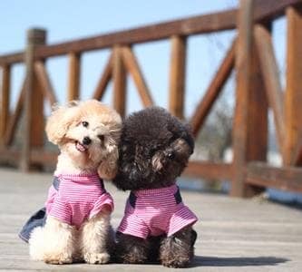 泰迪犬培训 培训泰迪犬 可爱泰迪犬的培训 上海爱家宠物学校专业泰迪犬训练.jpg