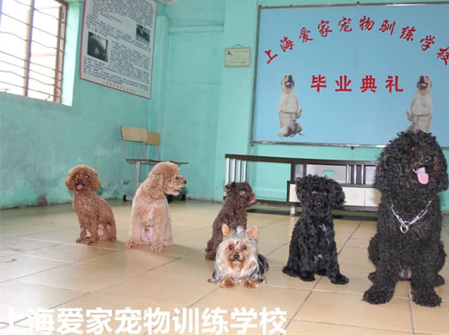 泰迪犬训练班 泰迪犬集体训练照 上海爱家宠物学校专业泰迪犬培训.jpg