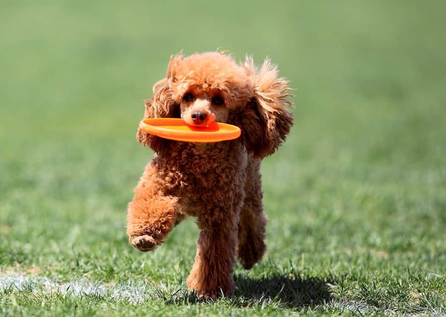 泰迪犬学员 泰迪犬训练 训练泰迪犬 上海爱家宠物学校 专业泰迪训练.jpg