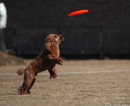 泰迪运动 泰迪犬玩飞盘 训练泰迪犬接飞盘.jpg
