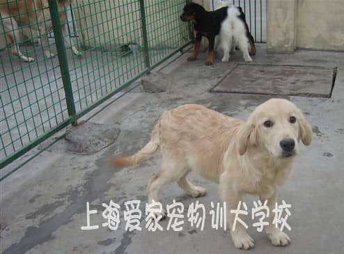 学员挠挠 金毛犬培训 训练金毛犬.jpg