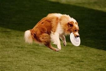 训狗接飞碟 上海爱家狗狗专业接飞盘训练.jpg