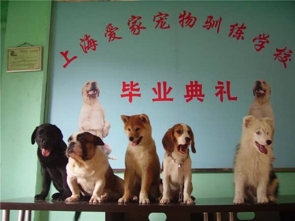 训狗学校 训犬学校 宠物学校.jpg
