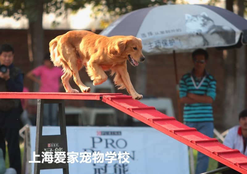 训练金毛犬过独木桥 金毛犬比赛 狗狗运动照 上海爱家训狗学校金毛犬专业训练.jpg