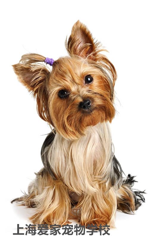 约克夏学员约克夏训练 训练约克夏 上海爱家宠物学校专业约克夏培训.jpg