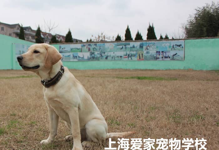 拉不拉多培训 培训拉不拉多 拉不拉多专业学校 上海爱家宠物学校.jpg