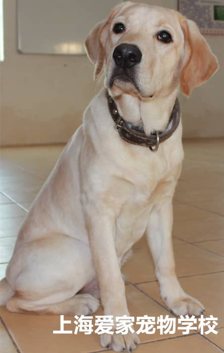 拉不拉多专业训练 专业拉不拉多导盲犬训练 上海爱家宠物学校拉不拉多训练.jpg