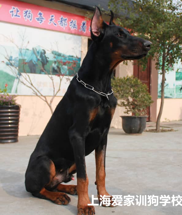 杜宾犬学员 杜宾犬训练毕业照 专业杜宾犬训练 上海爱家训狗学校杜宾犬专业训练.jpg