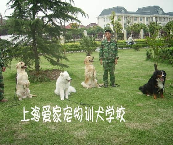 爱家训狗学校，狗狗专业训练学校.jpg