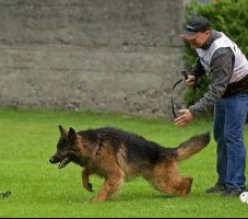 德牧扑咬培训课堂.png 德牧扑咬培训课堂.png