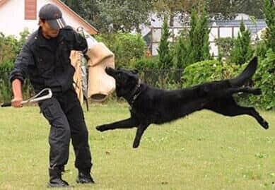 德国牧羊犬警卫巡逻.jpg 德国牧羊犬警卫巡逻.jpg